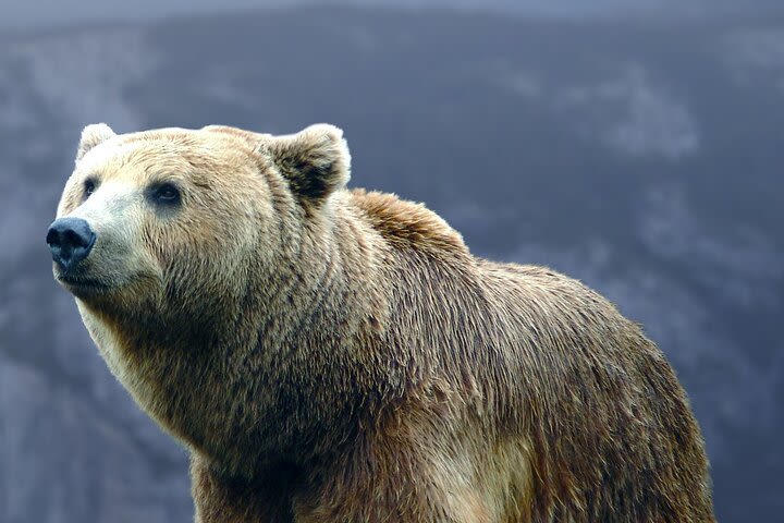  Bears Sanctuary, Dracula's Castle, Brasov Day Trip Private Tour from Bucharest image