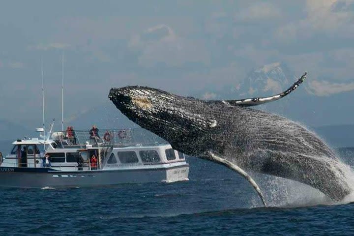 Guaranteed Whale Watching Tour image