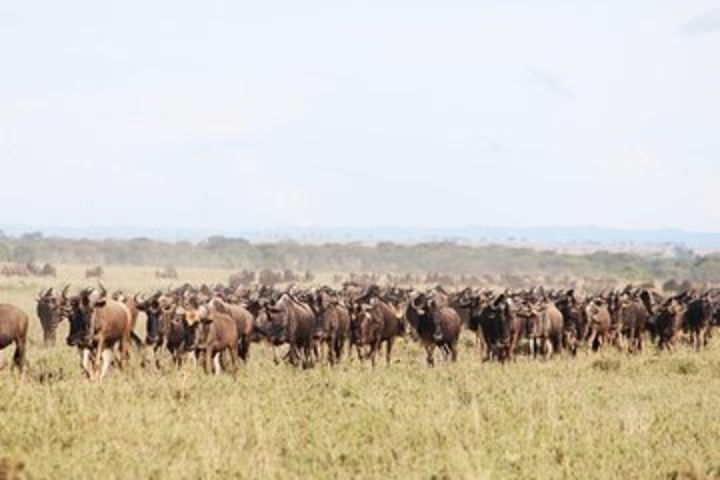 7-Day Premium Luxury Tanzania Safari All-Inclusive image