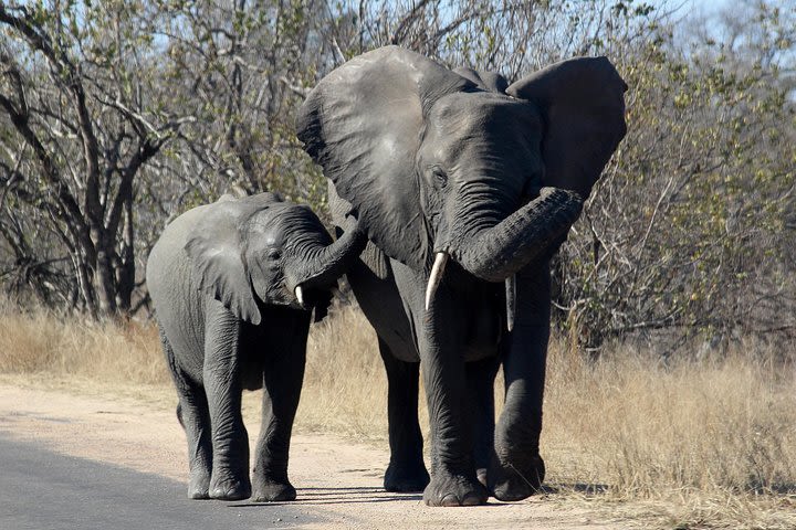 Kruger National Park - 1 Day (Open Vehicle) image