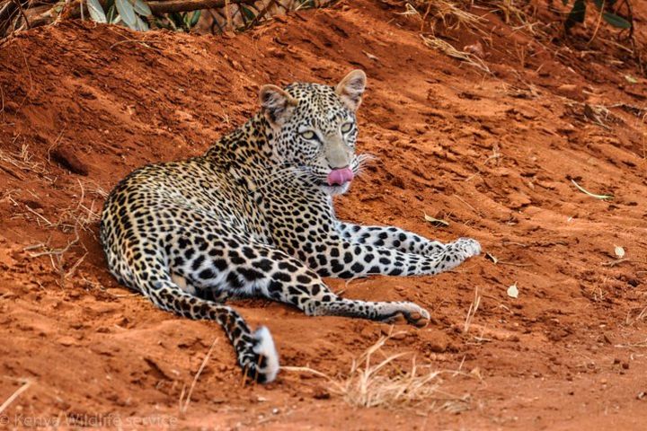 3-Day Tsavo East and Tsavo West National Park image