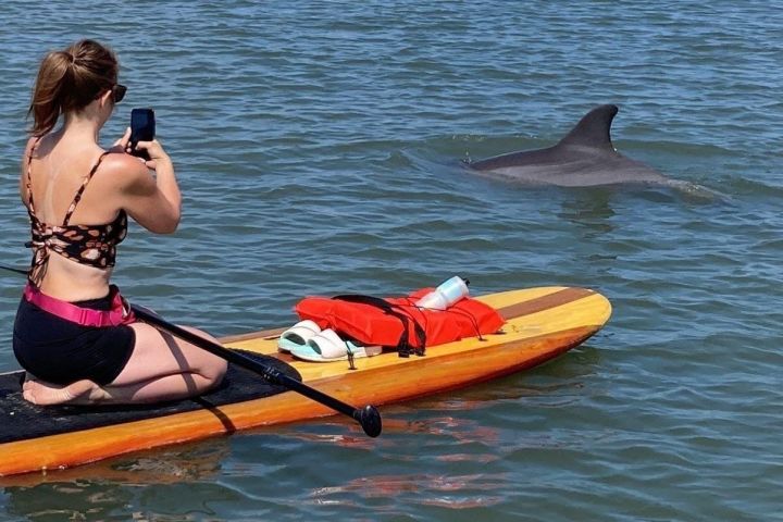 Dolphin and Manatee Adventure Tour in Osprey, Florida image