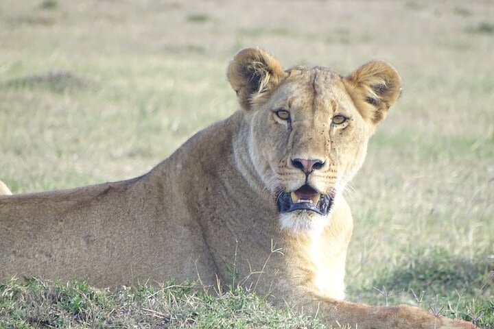 3 days 2 Nights Budget Masai mara safari image