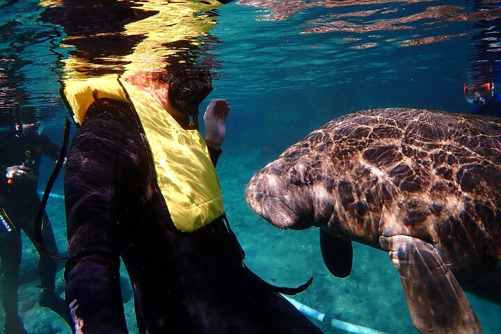 Deluxe Manatee Swim Tour image