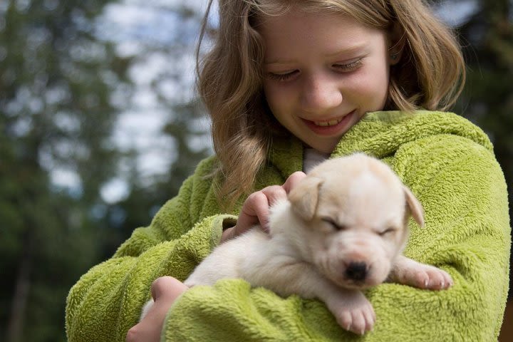 Sled Dog Discovery in Juneau image