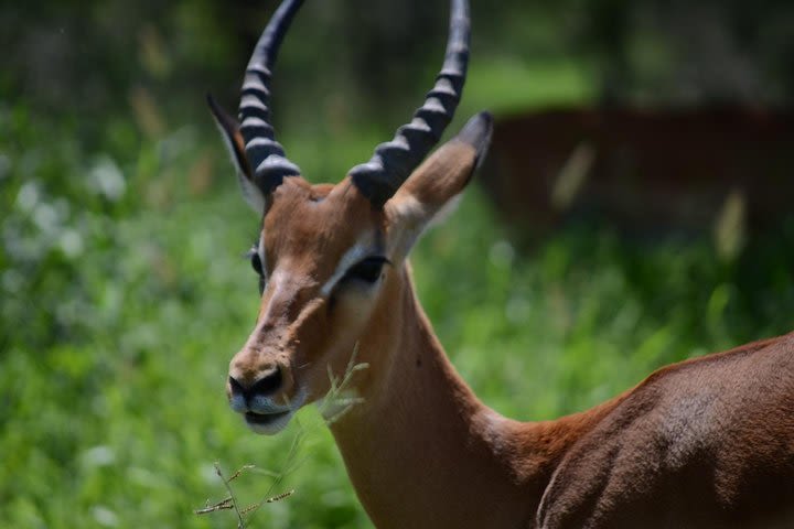 Full-Day Sightseeing Tour of Manyara National Park with Lunch image