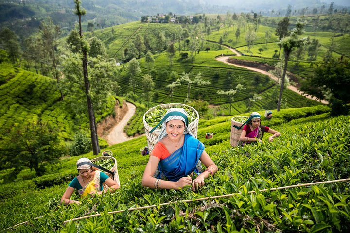 Nuwara Eliya Tour image