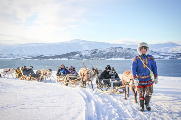 Reindeer Sledding Experience and Sami Culture Tour from Tromso image