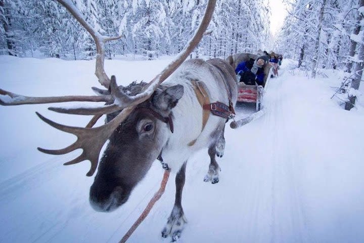 Reindeer Farm Visit & Short Ride image