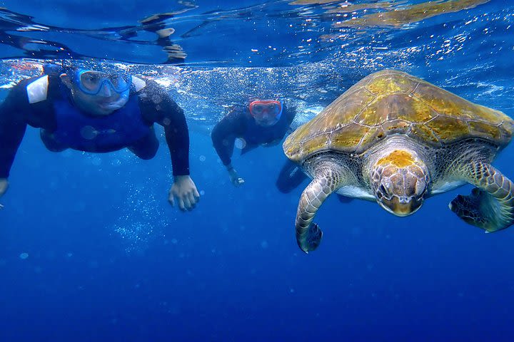 Kayaking with Dolphins and Snorkeling With Turtles in Tenerife image