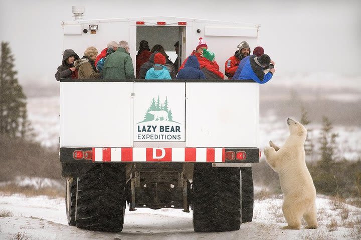 5 nights Churchill, Polar Bears & Northern Lights adventure from Winnipeg image