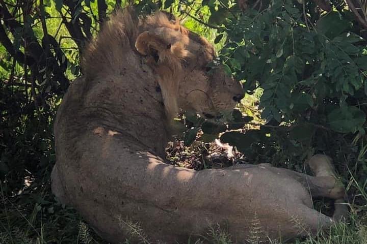 SERENGETI - 4 Days image