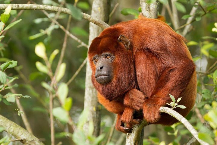 4-Day Tambopata Rainforest Adventure image