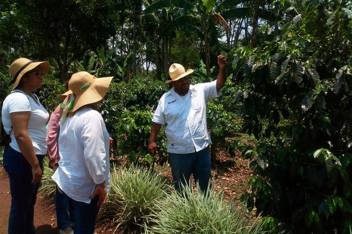 Enjoy the coffee route in Coatepec Magical Town image