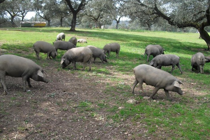 Private Iberian ham tour to the Sierra de Aracena image