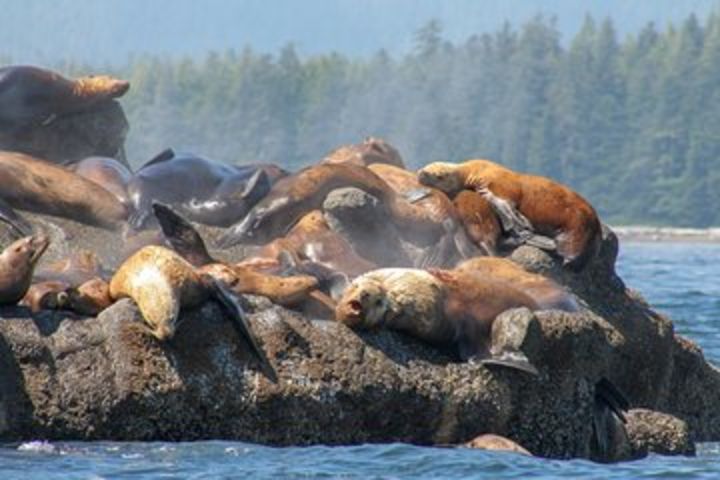 Port Renfrew Whale & Wildlife Watching image