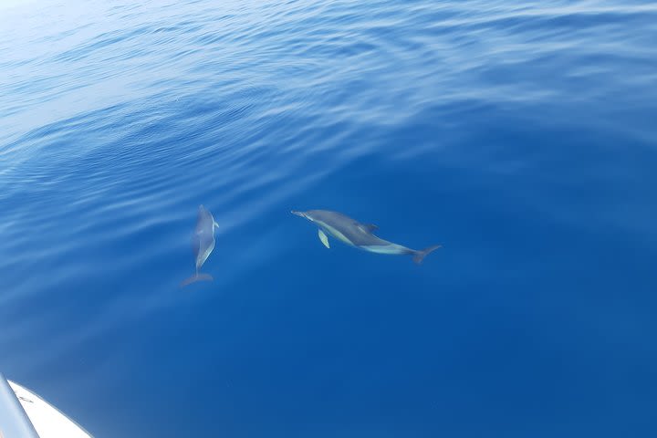 Dolphin watching in Marbella image