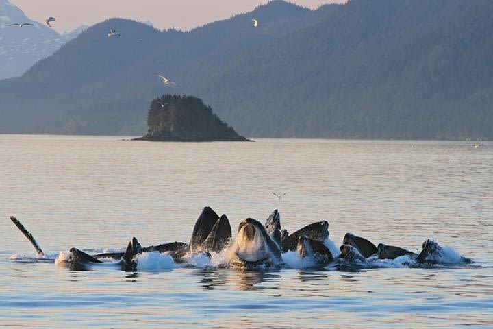 Juneau Whale Watching & Glacier Tour image