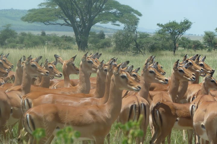  Great migration of Wildebeest during calving season southern Serengeti Tanzania image