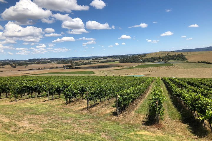 Yarra Valley - Wine Tour  image