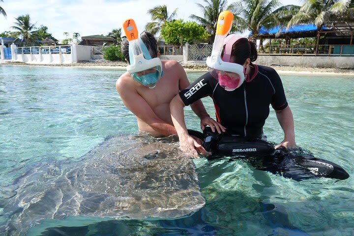 Moorea's Lagoonarium  image