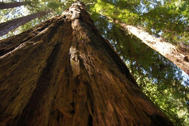 Muir Woods Tour to California’s Redwoods image