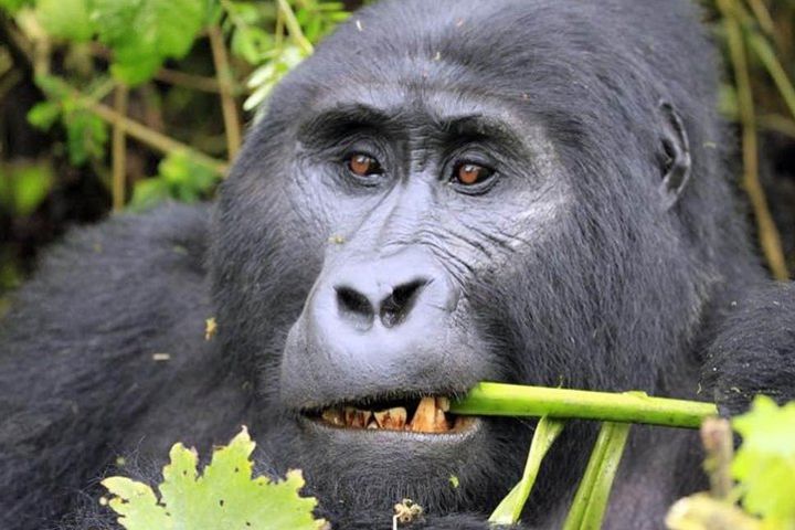 6 Days Gorilla & Chimpanzee Safari in Uganda image