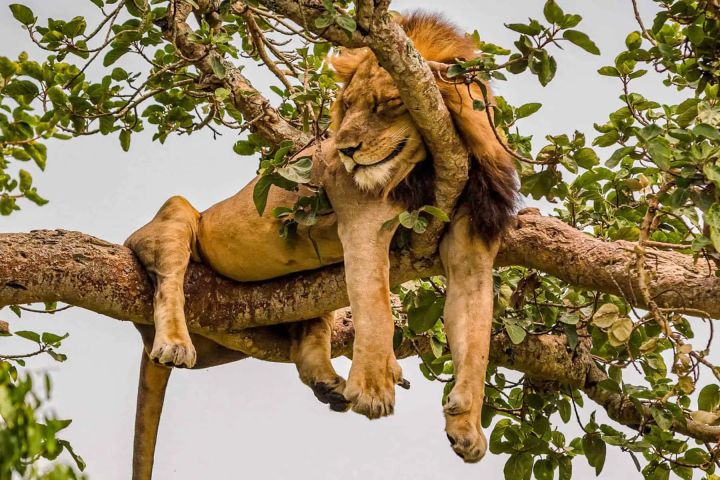 4 Days Fly-in Safari: Gorillas & Lions in Trees image