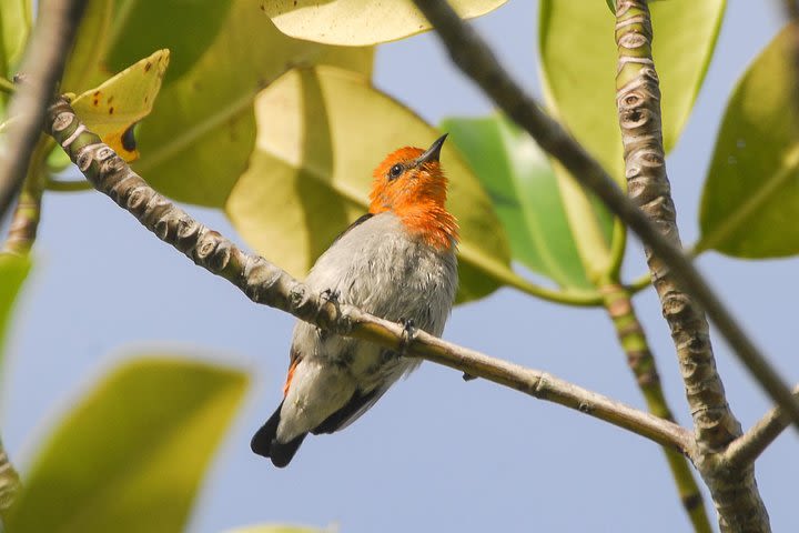 Birding in Surabaya image