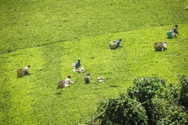 Day tour to Kiambethu tea farm in Limuru from Nairobi image