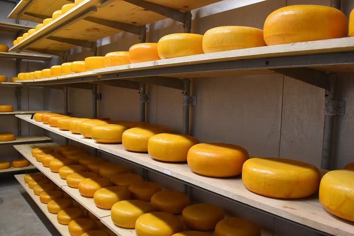 Gouda Cheese Experience & Non Tourist trap visit Cheese Farm & Windmills image