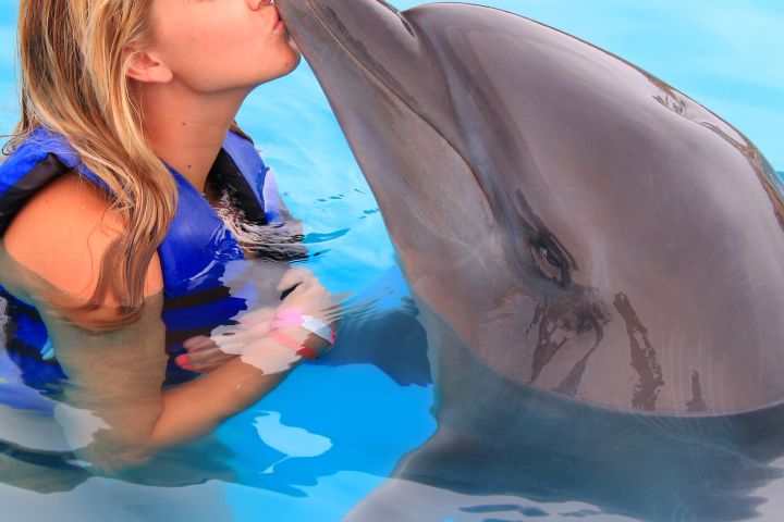 Swim with the Dolphins in Puerto Vallarta image