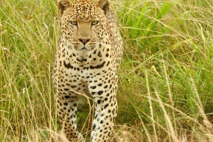 7 days;Best of Amboseli national park , Lake Nakuru ,Maasai Mara National Park. image