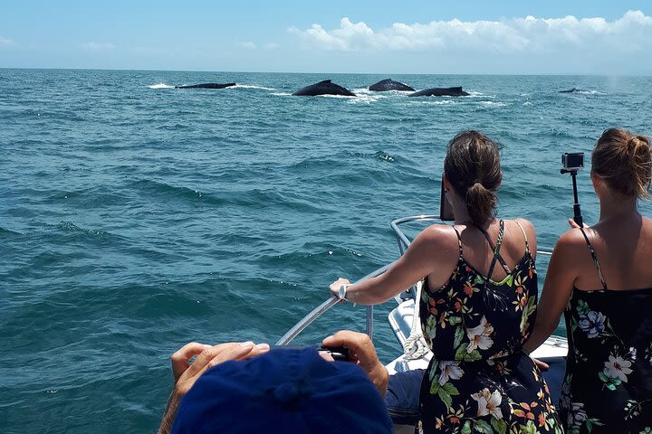 Private Whale Watching Tour at the Pearl Islands departing from Panama City image