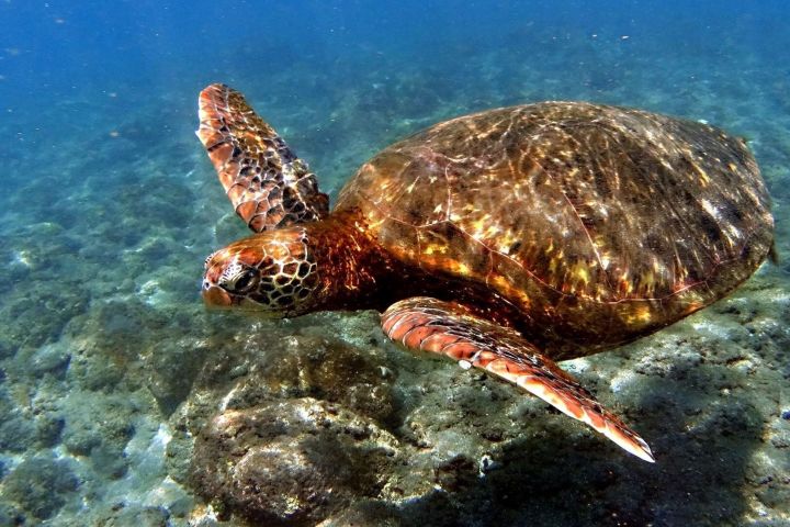 Easter Island Motus Snorkeling Adventure image