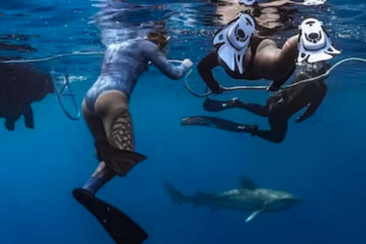 Deep Water Snorkel w/ Sharks: Cageless  image