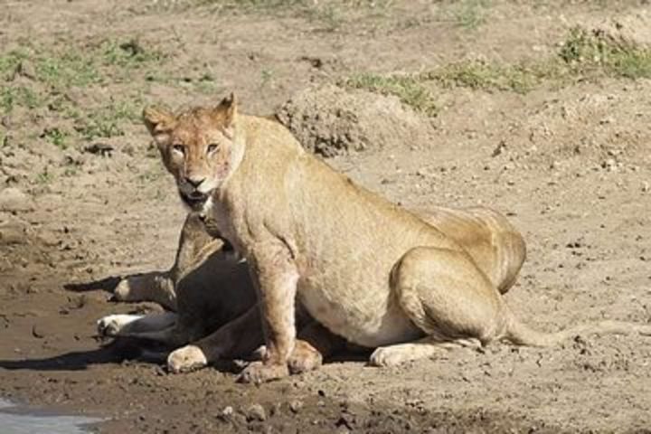 3 Day Tanzania Tour Shared Safari  image