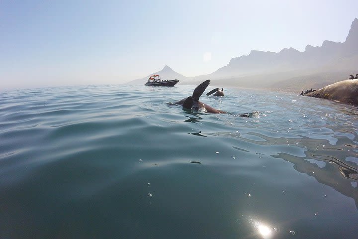 V&A Waterfront Seal Snorkeling image