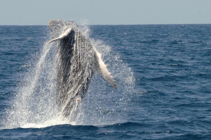 San Diego Whale Watching Cruise image