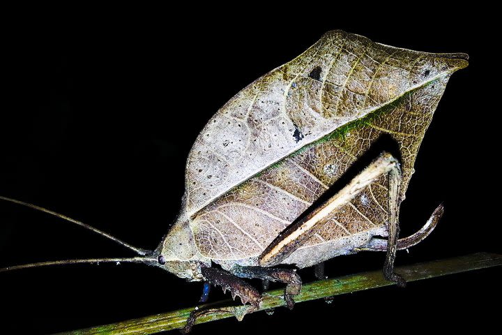 Jungle Night Tour Manuel Antonio image