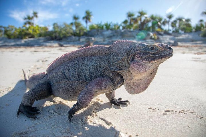 Private Full Day Exuma Adventure with Swimming Pigs, Grotto and Sandbar  image