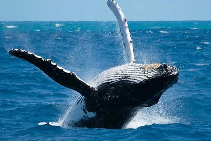 Samana Tours (With Whales) Full Day Excursion! All inclusive Tour! image