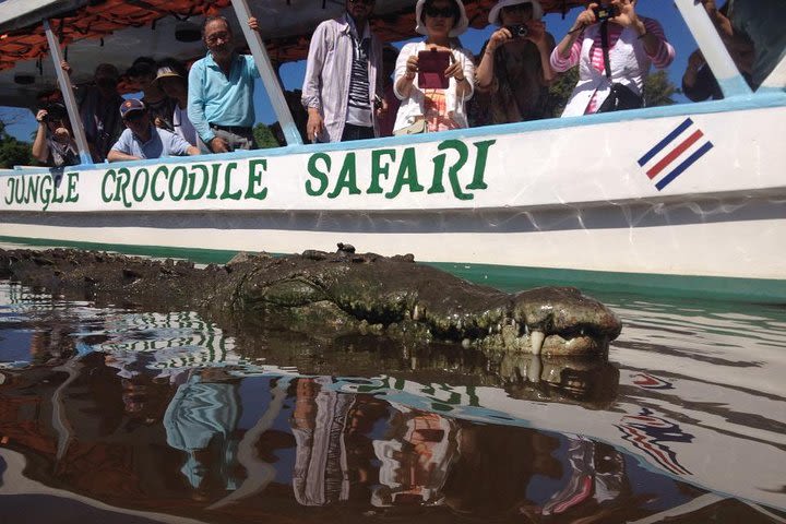 Crocodile Safari image