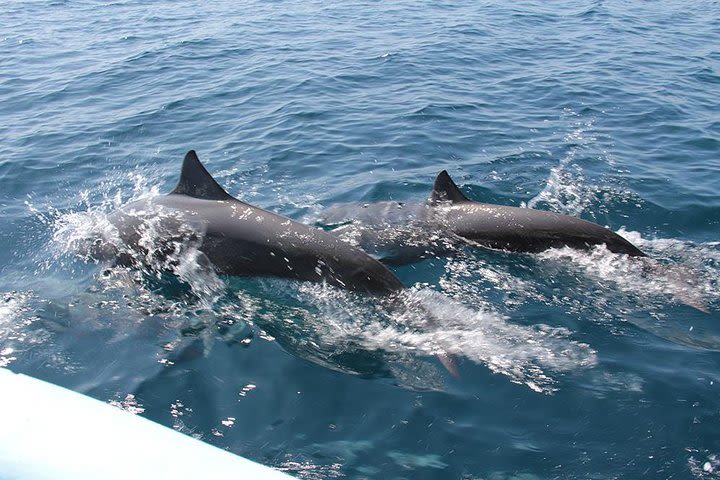 Huatulco Shore Excursion: Seven Bays Private Tour image