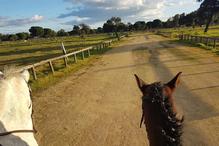 From Seville: 2-Hour Horseback Riding Experience in Aljarafe, Doñana park image