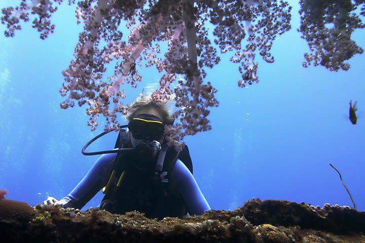 Bali Scuba Diving trip at Tulamben for Certified Diver image