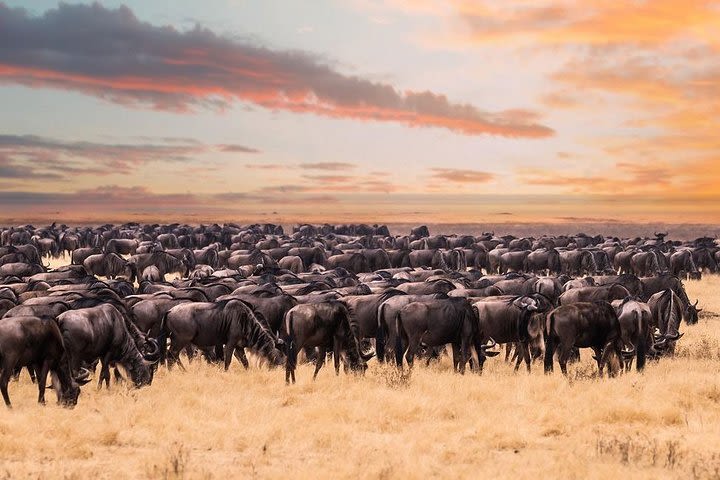 8 Day Spectacular Migration Serengeti mid -Range Tanzania Safari image