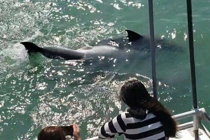 South Padre Island Dolphin Watch Eco Tour image