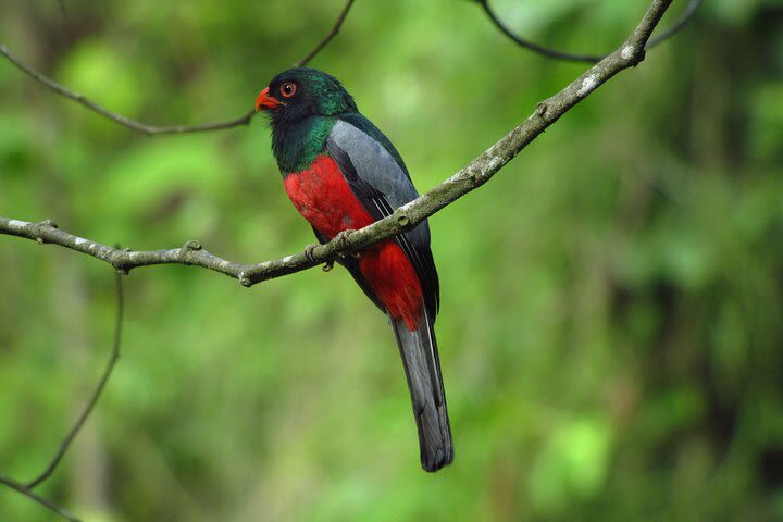 Birding Tour with a Naturalist and Bird Expert image