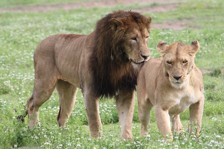  3 Days 2 Nights Group Joining Safari Manyara Ngorongoro Crater Tarangire Park image